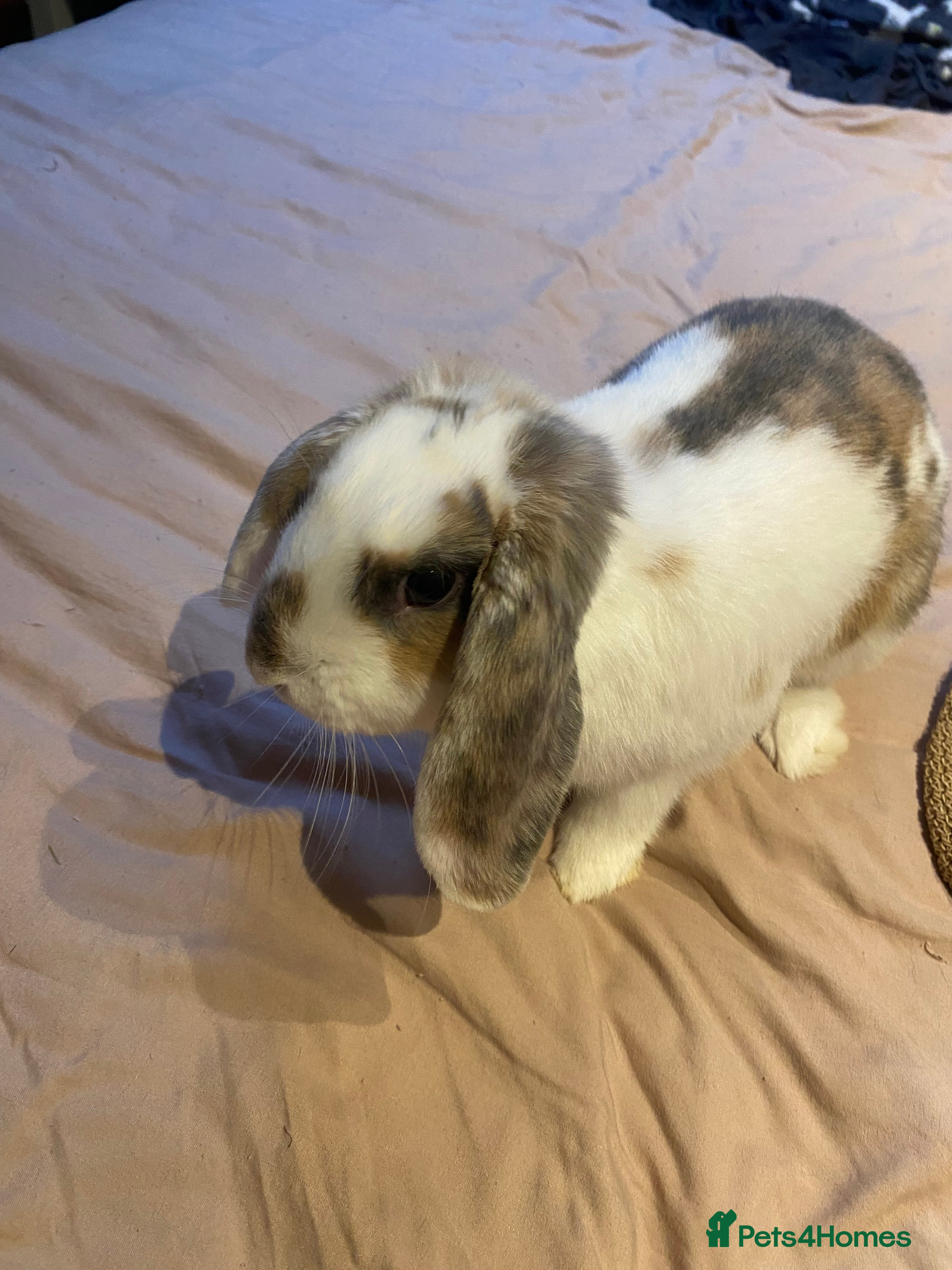 Mixed Breed rabbits Curios Male Rabbit  - Advert 7