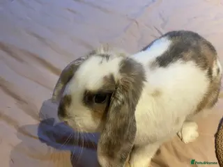 Mixed Breed rabbits Curios Male Rabbit - Advert 7