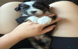 Tibetan Terrier dogs for sale: Tibetan Terrier puppies for sale  - Image 23
