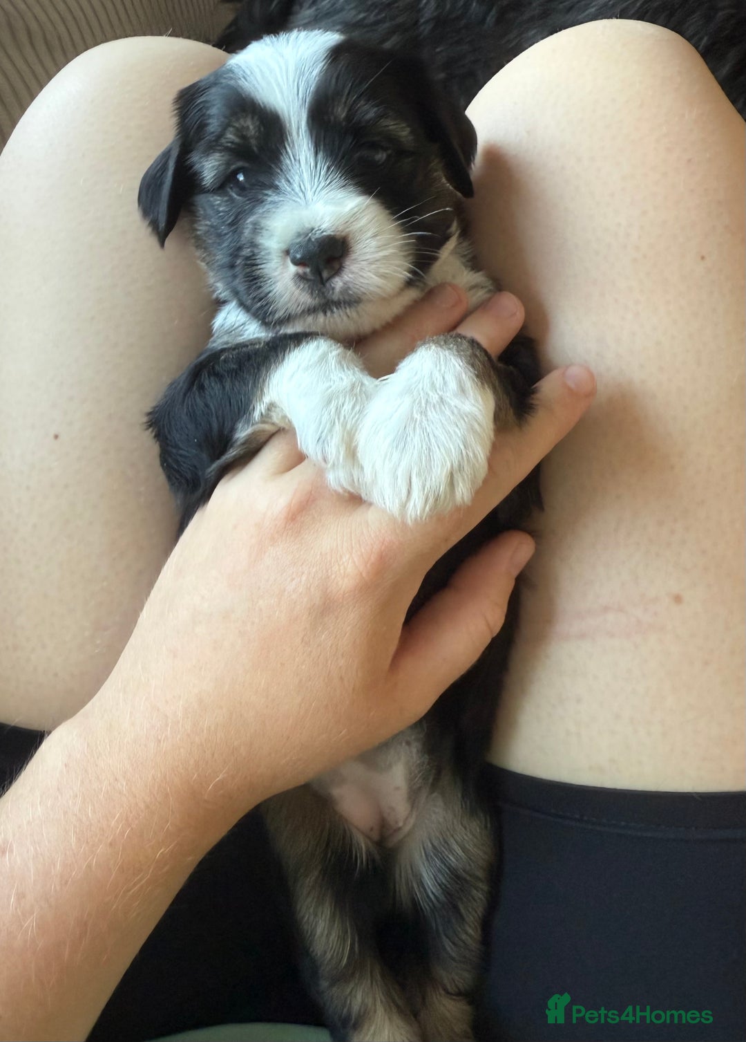 Tibetan Terrier dogs for sale: Tibetan Terrier puppies for sale  - Image 23