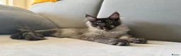 Maine Coon cats for sale: XXL kittens Tica ❤️ - Advert 5