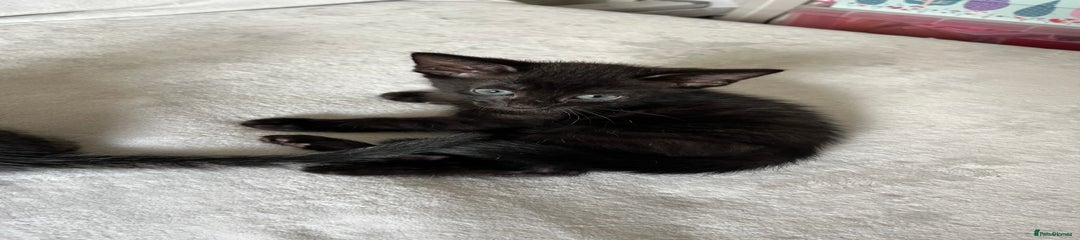 Mixed Breed Kitten 4