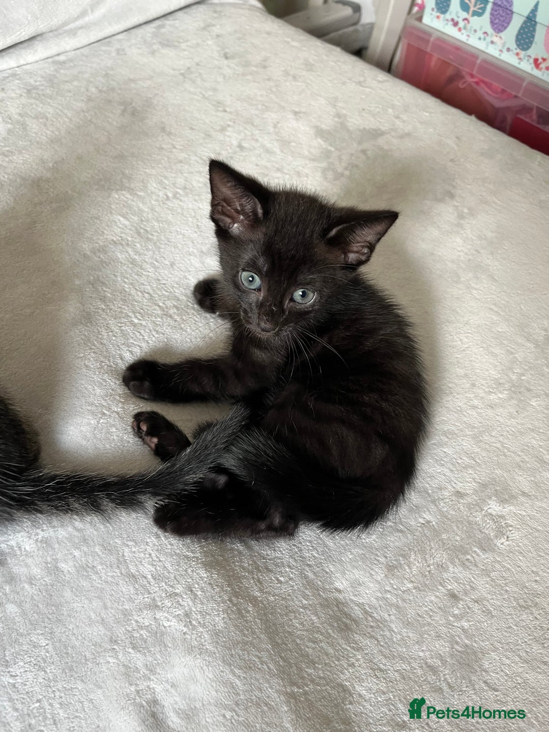 Mixed Breed cats for sale: Beautiful kittens ready for loving new homes.  - Image 31
