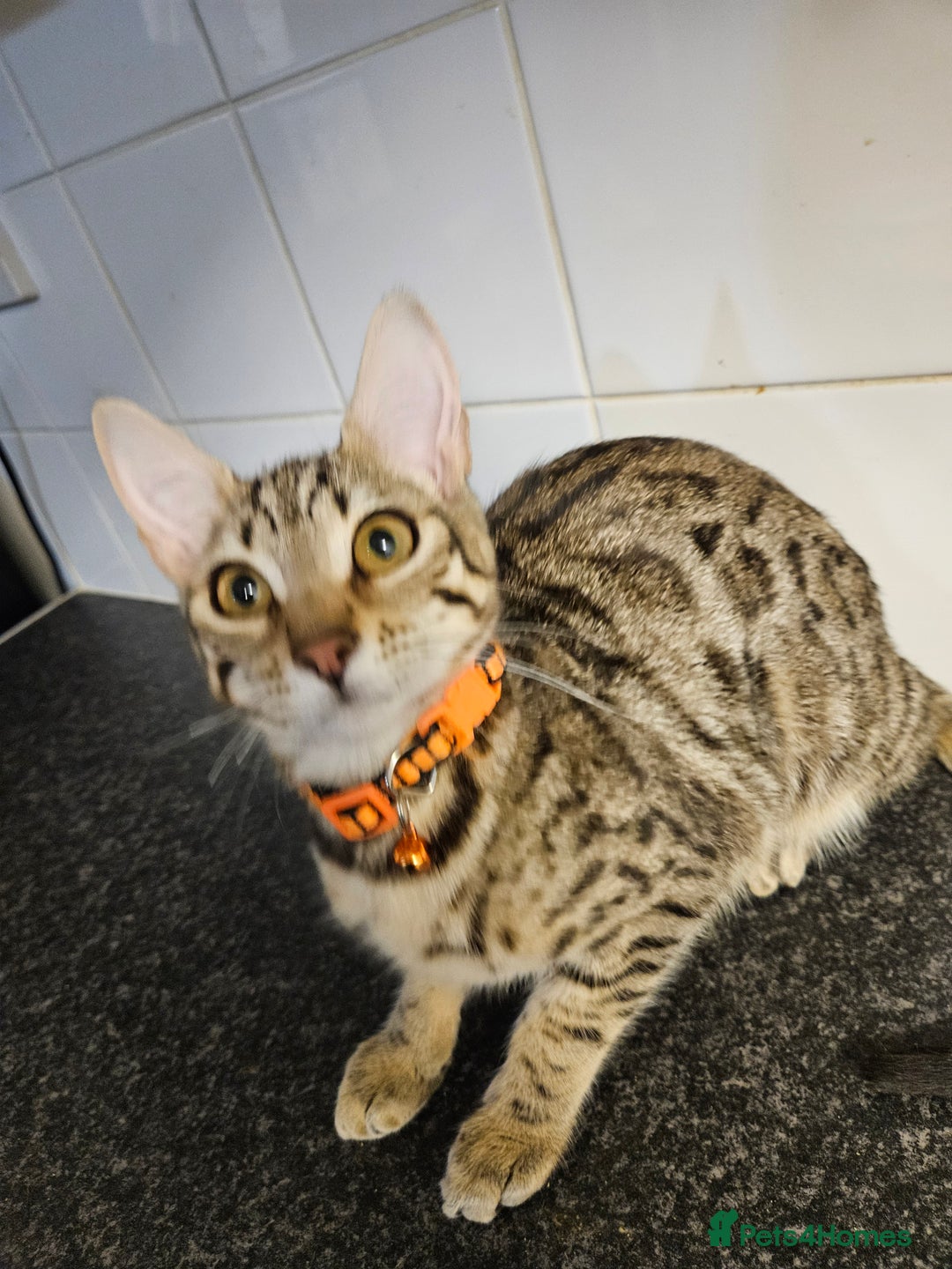 Bengal cats for sale: Silver/ mink bengals kittens  - Advert 23