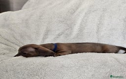 Dachshund dogs for sale: mini dachshund  - Image 7