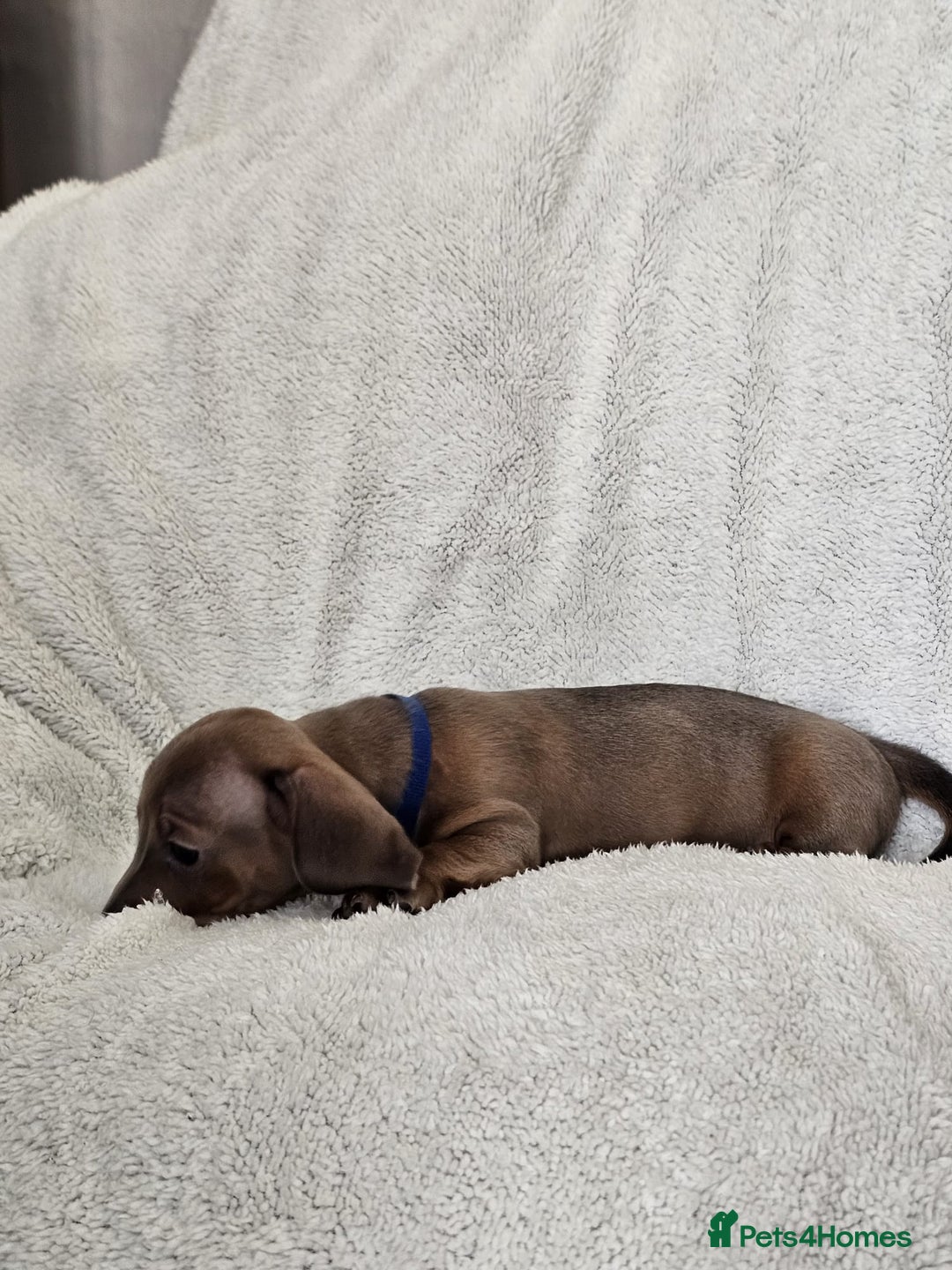 Dachshund dogs for sale: mini dachshund  - Image 7