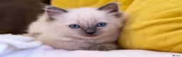 Ragdoll cats for sale: Adorable, Purebred GCCF Registered Ragdoll Kittens in London - Advert 16