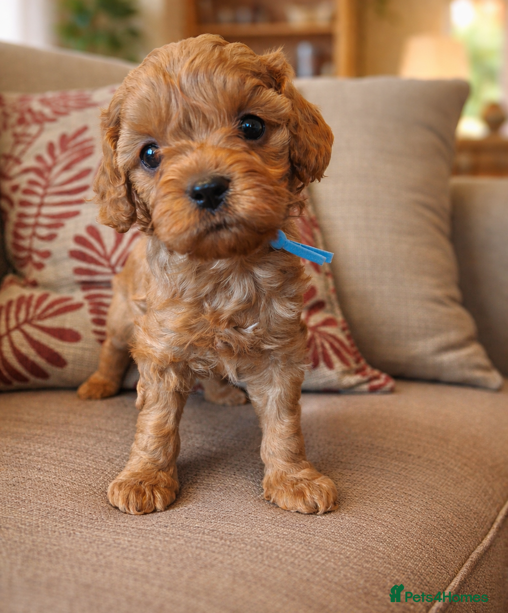 Cavapoo dogs Health tested toy Cavapoos  - Advert 13