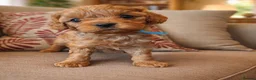 Cavapoo dogs for sale: Health tested fully vaccinated toy Cavapoo - Advert 19