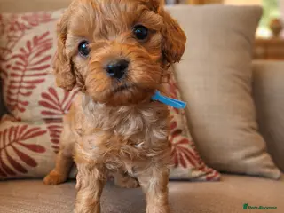 Cavapoo dogs Health tested toy Cavapoos - Advert 13