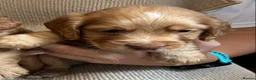 Cocker Spaniel dogs for sale: Gorgeous Cocker Spaniel puppies - Advert 2