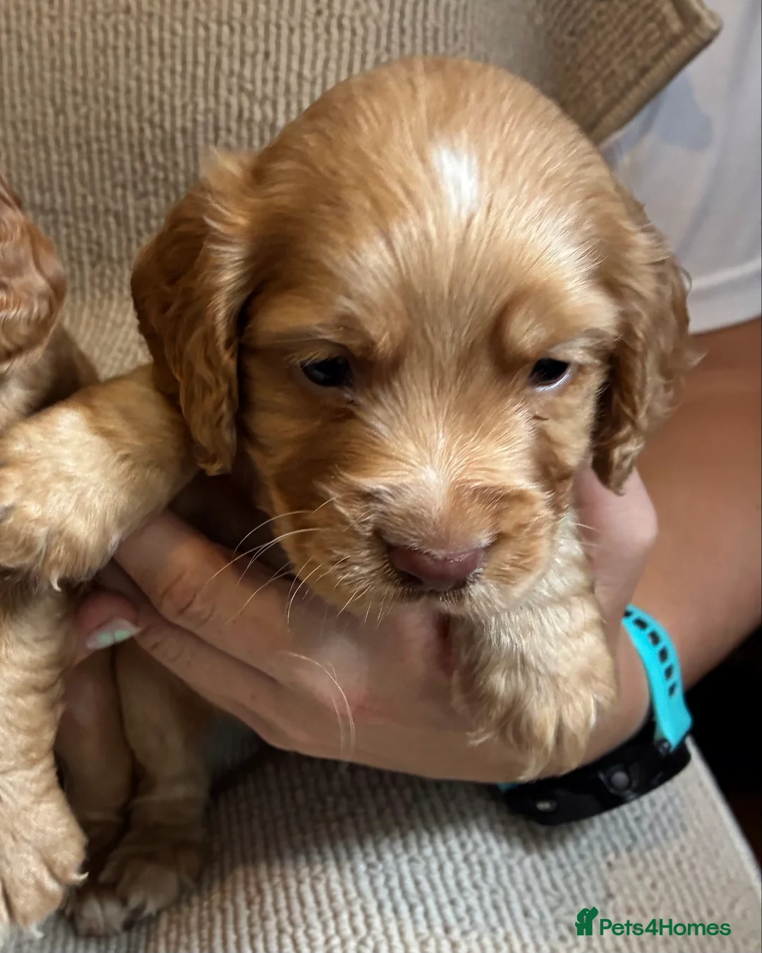 Cocker Spaniel dogs for sale: Gorgeous Cocker Spaniel puppies - Advert 2