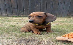 Miniature Dachshund dogs for sale: Almost ready to leave!Amazing Miniature Dachshunds in Doncaster - Image 5