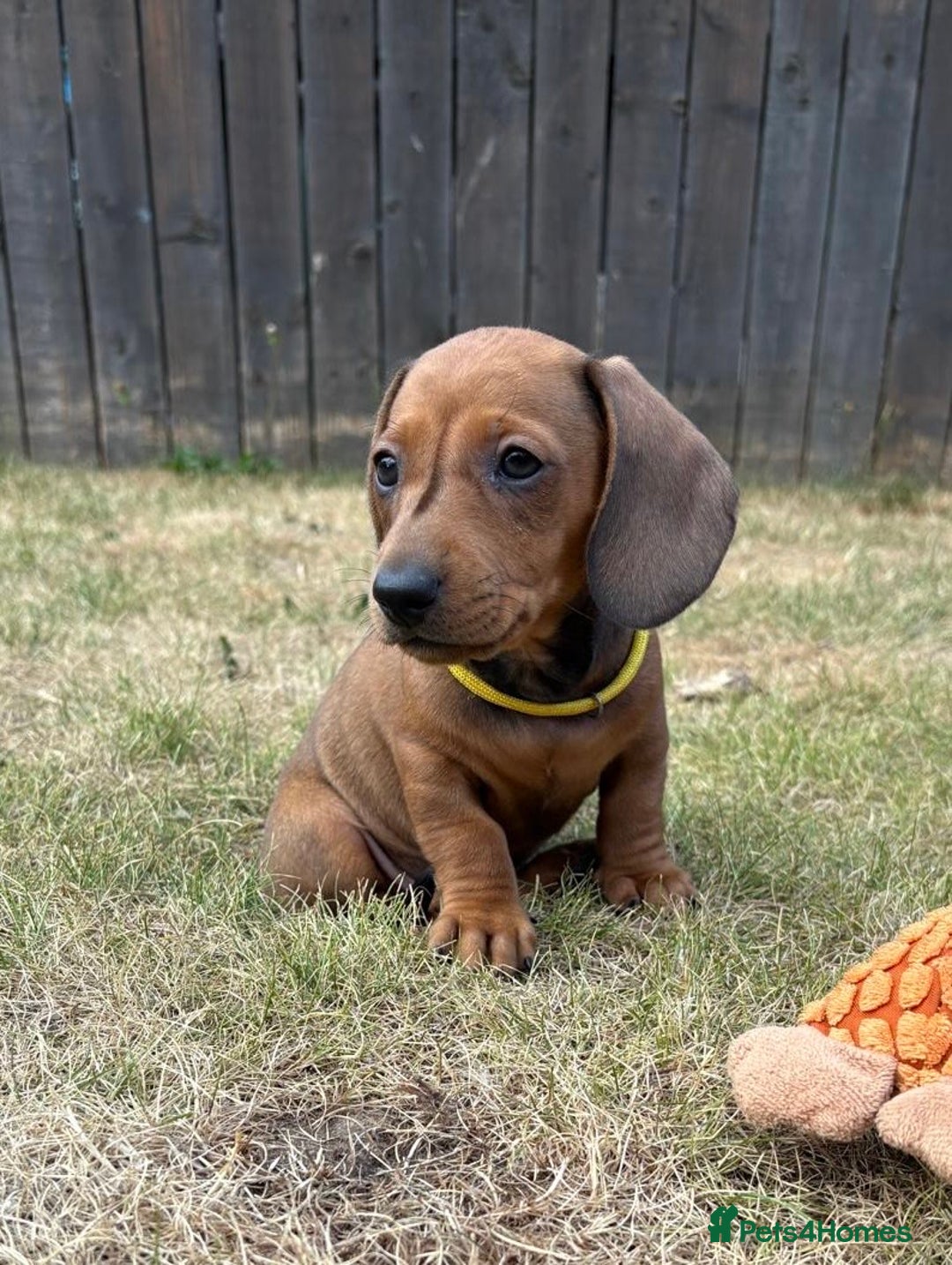 Miniature Dachshund dogs for sale: Almost ready to leave!Amazing Miniature Dachshunds in Doncaster - Image 5