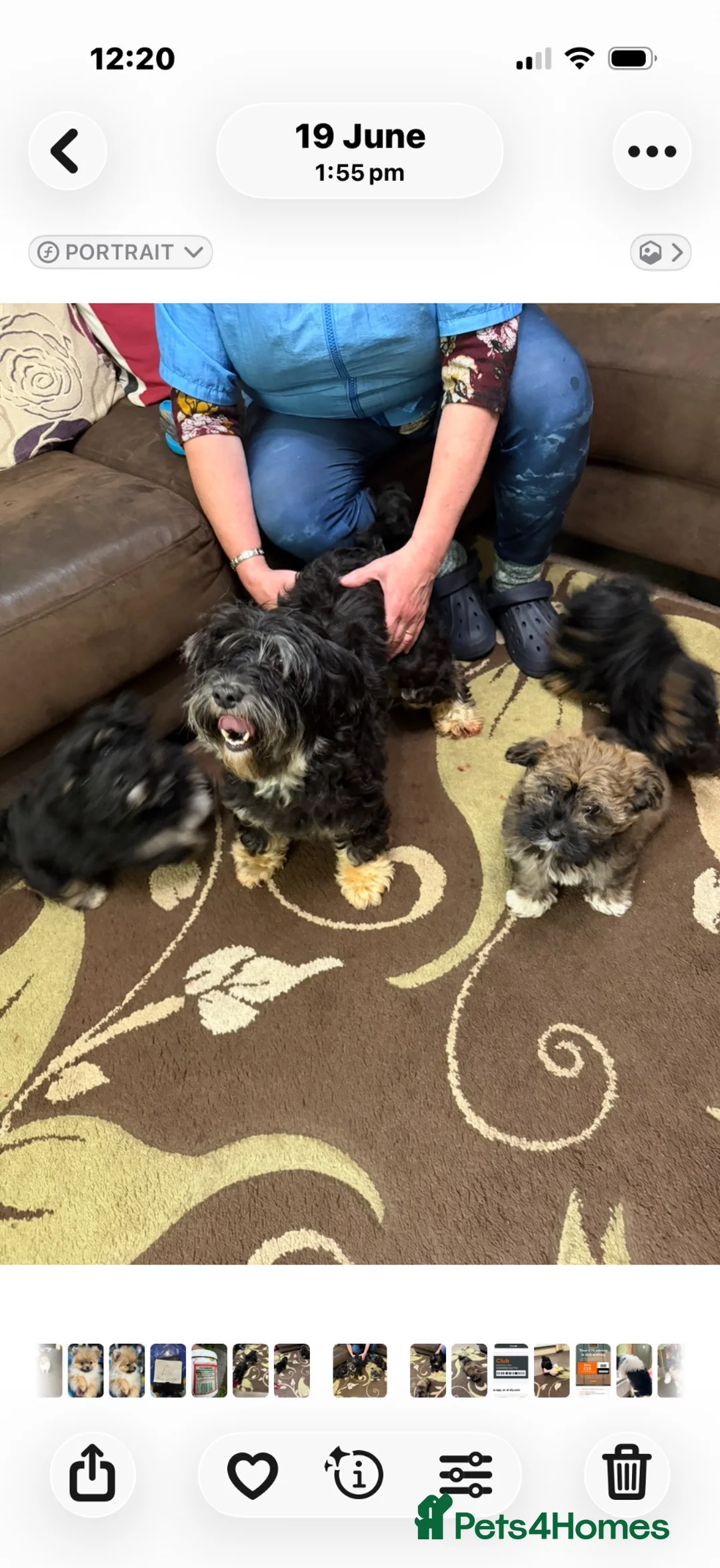 Havanese dogs for sale: Exquisite Havanese Puppies Boys and Girls  - Advert 10