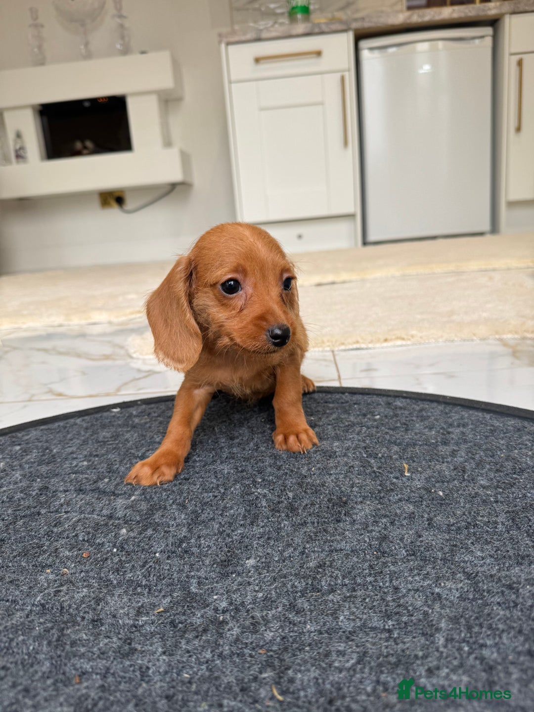 Mixed Breed dogs for sale: Stunning daxiepoos - Advert 13