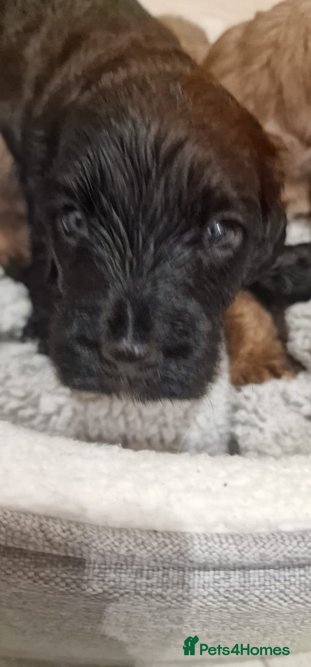 Cockapoo dogs for sale: F1 cavapoo  - Advert 5