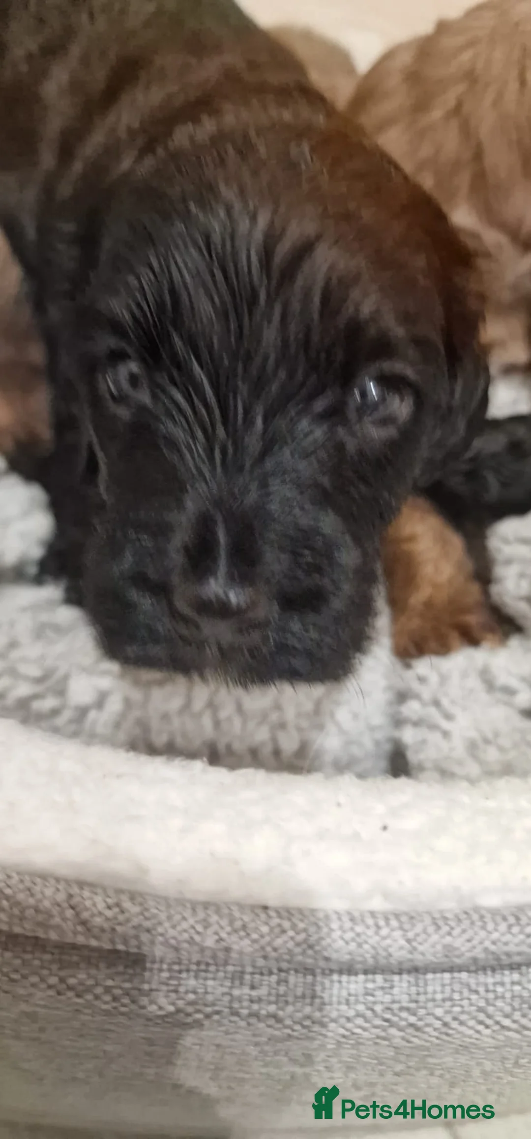 Cockapoo dogs for sale: F1 cockapoo  ready now - Advert 10