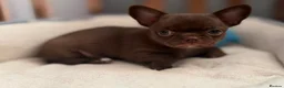 Chihuahua dogs for sale: KC puppies for sale  - Advert 25
