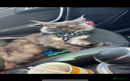 Maine Coon cats for sale: Maine coon  - Image 3