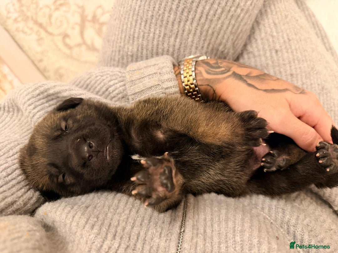 Belgian Shepherd Dog dogs for sale: Top working bloodline belgian malinois puppies - Advert 4