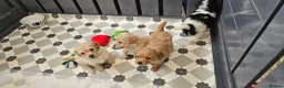 Mini Goldendoodle dogs for sale: F2B MINIATURE GOLDENDOODLES 🐾 FULLY VACCINATED ❤️ - Advert 7