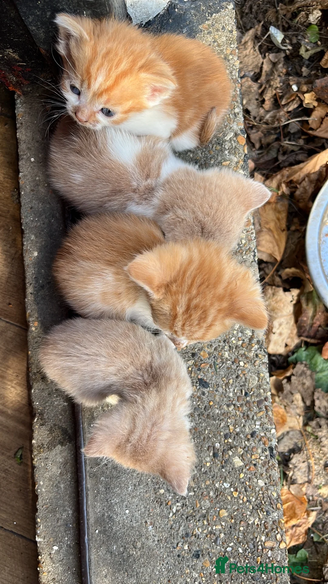 Mixed Breed cats for sale:  mixed litter of playful kittens. - Advert 12
