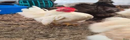 Chickens poultry for sale: Silkies/Seramas/Quails/Hatching eggs - Advert 4