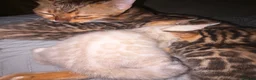Bengal cats for sale: Outstanding pedigree bengals!  - Advert 7