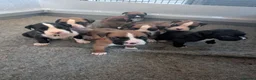 Boxer dogs for sale: Flashy litter of KC registered boxer puppies  - Advert 18