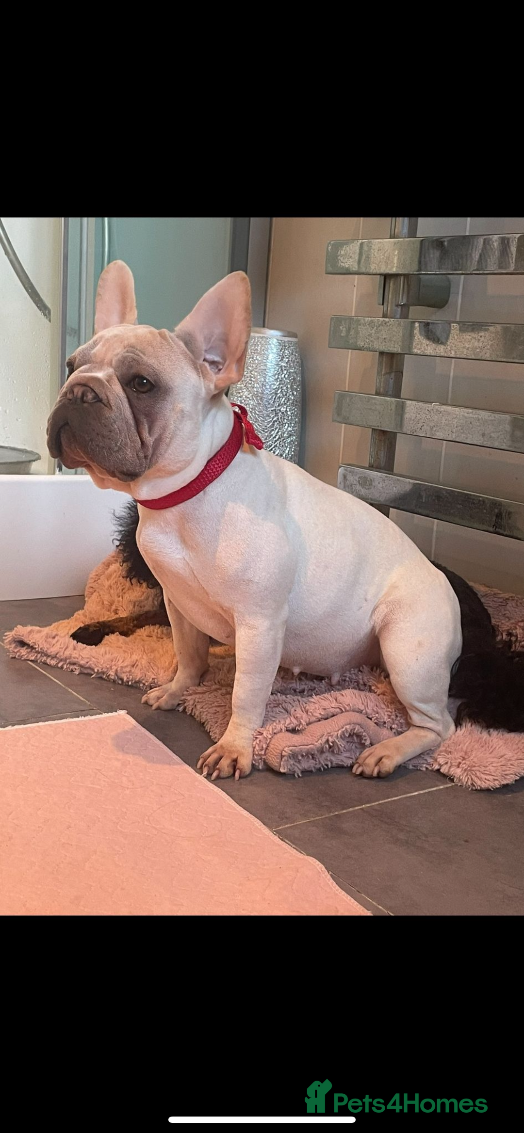 French Bulldog dogs for sale: Stunning frenchie pups for sale!! - Image 7