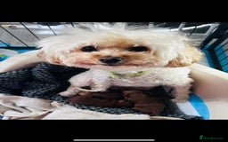 Toy Poodle dogs for sale: Tiny Asian Toy Poodle girl  - Image 2