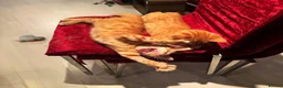 Mixed Breed cats for sale: Gorgeous Gingers– Vaccinated + 4 Weeks Insurance - Advert 3