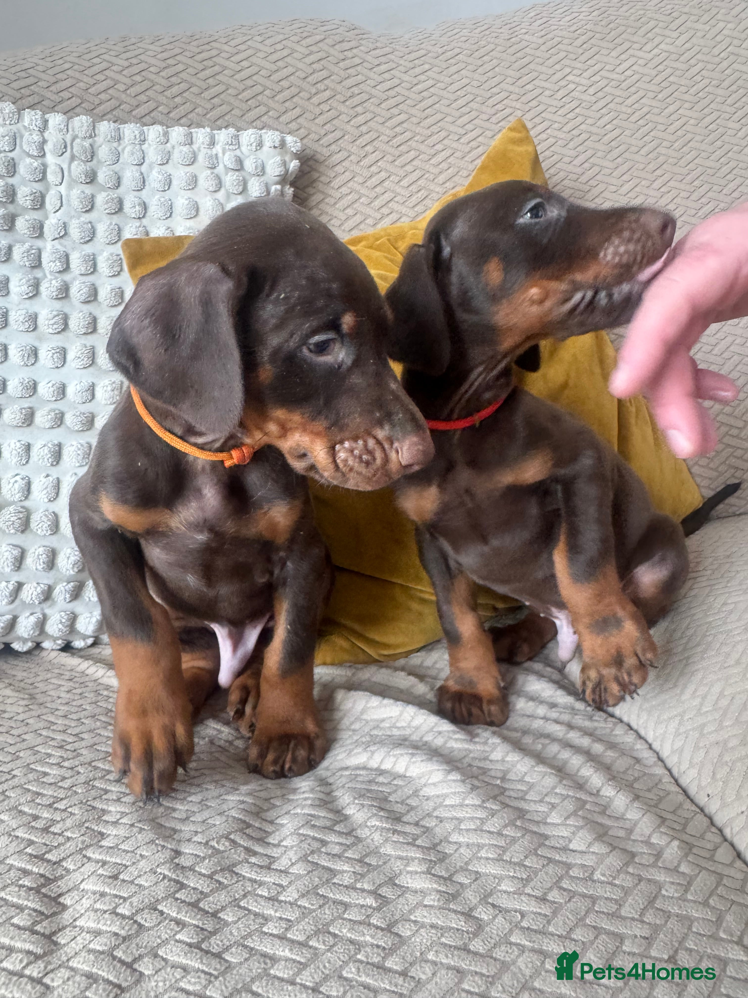 Dobermann dogs  Doberman puppies only 2 brown boys  - Advert 6