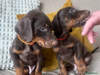Dobermann dogs Doberman puppies only 2 brown boys - Advert 6