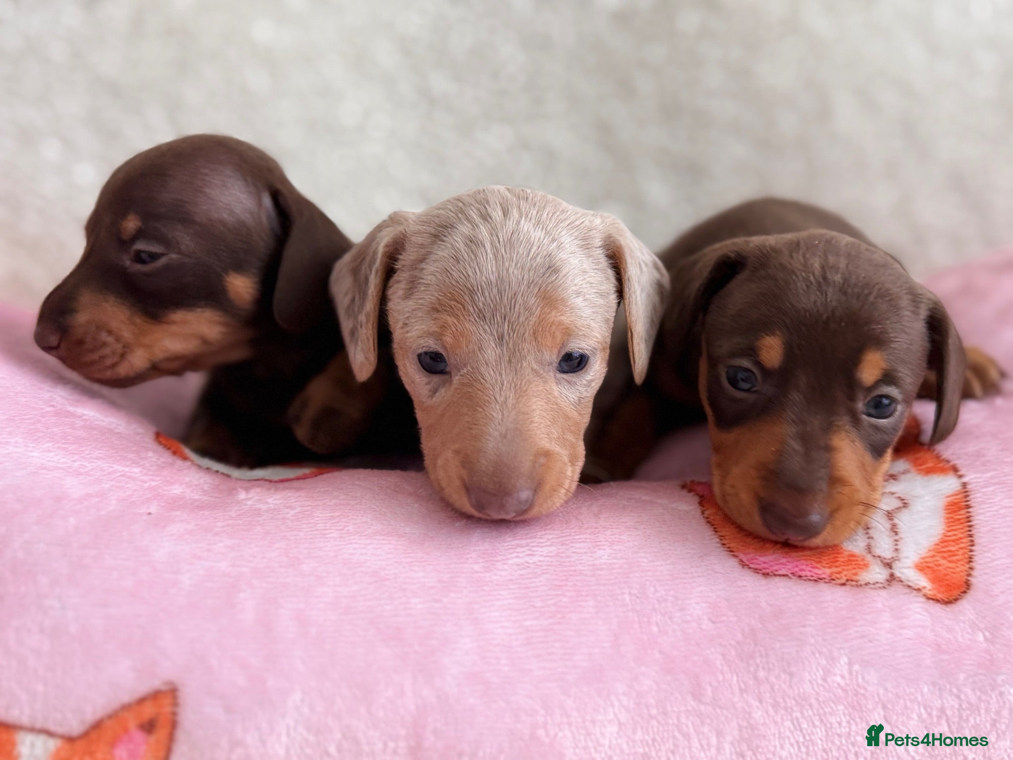 Miniature Dachshund dogs Miniature smoothair dachshund puppies 🐶  - Advert 3