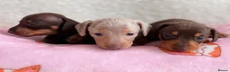 Miniature Dachshund dogs for sale: Miniature smoothair dachshund puppies 🐶  - Advert 2