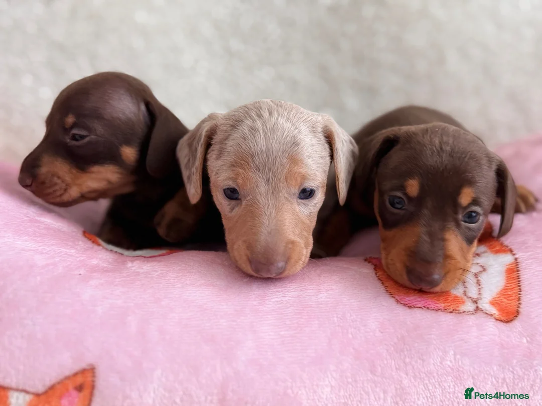 Miniature Dachshund dogs for sale: Miniature smoothair dachshund puppies 🐶  - Advert 2
