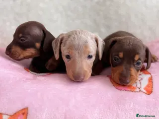 Miniature Dachshund dogs Miniature smoothair dachshund puppies 🐶 - Advert 3