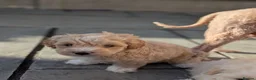 Maltipoo dogs for sale: Toy Maltipoo puppies - DNA health tested parents! - Advert 3