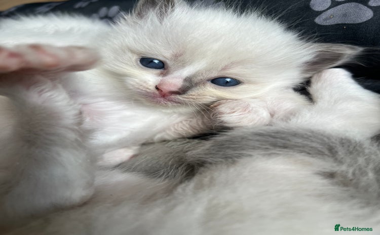 Ragdoll cats - Advert 4