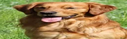 Golden Retriever dogs for sale: Stunning dark golden retriever puppies for sale - Advert 8