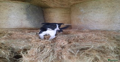 Mixed Breed dogs Collie pups for sale, ready now  - Advert 4
