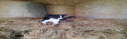 Mixed Breed dogs for sale: Collie pups for sale, ready now  - Advert 2