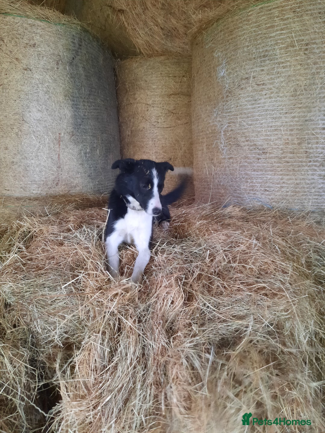 Mixed Breed dogs for sale: Collie pups for sale, ready now  - Advert 2