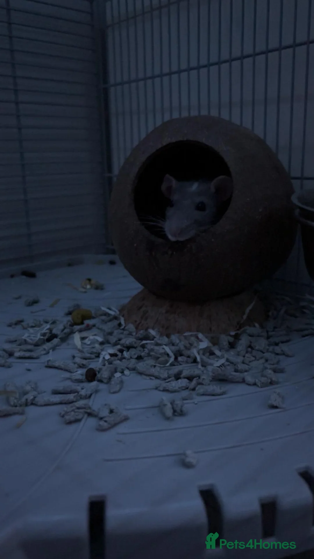 Rat rodents for sale: Remi. - Advert 4