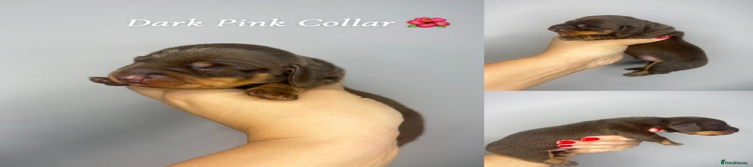 Miniature Dachshund Puppy 7
