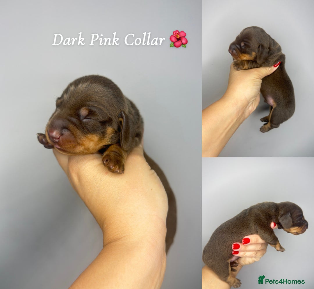 Miniature Dachshund dogs for sale:  READY NOW Quality minismooth haired dachshunds 🐾 - Image 13