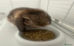 Mini Lop rabbits for sale: Mini lop rabbit - Image 1