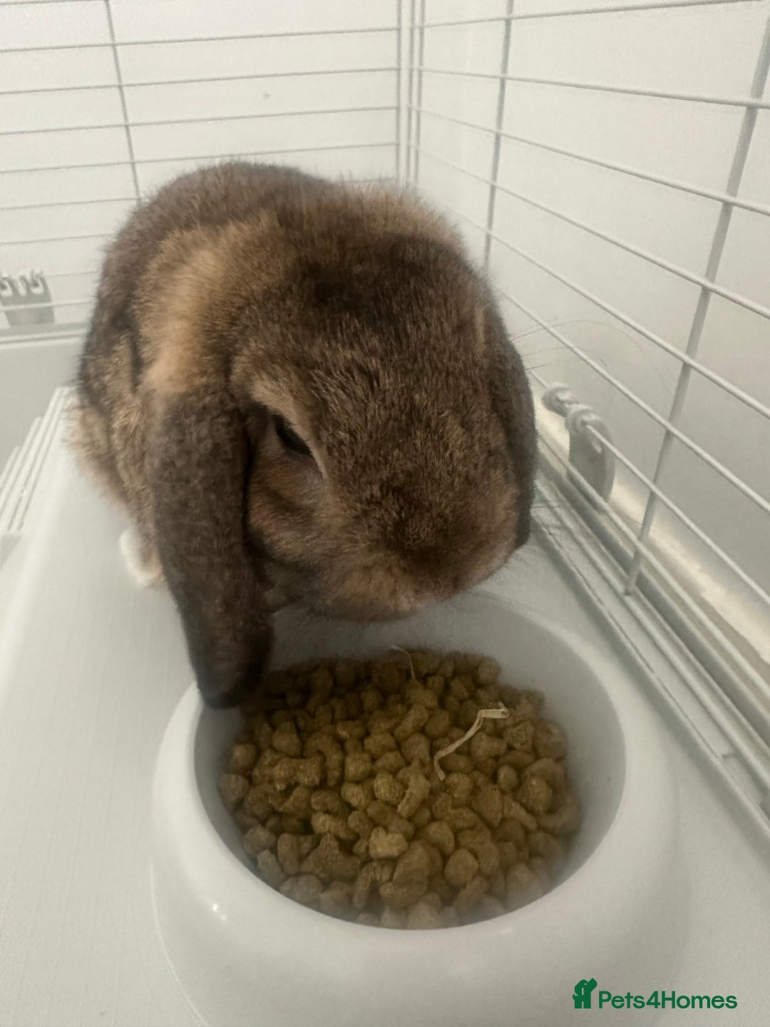Mini Lop rabbits for sale: Mini lop rabbit - Image 1